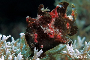"Frogfish in brown" - the only time that I saw this colou... by Andre Philip 